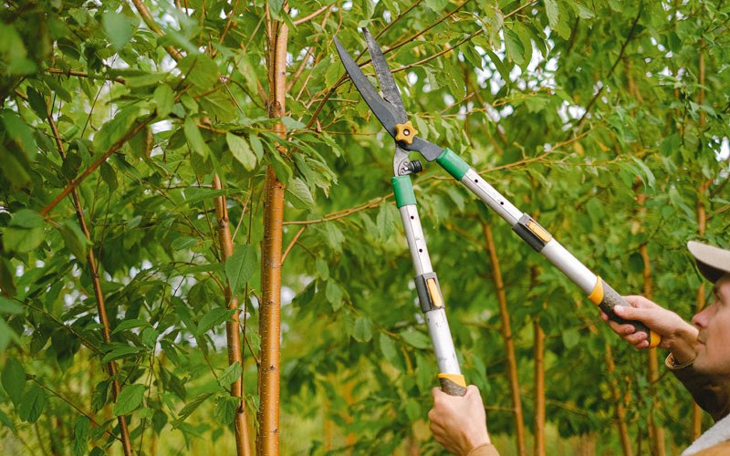 Tree trimming in Paradise Valley, AZ